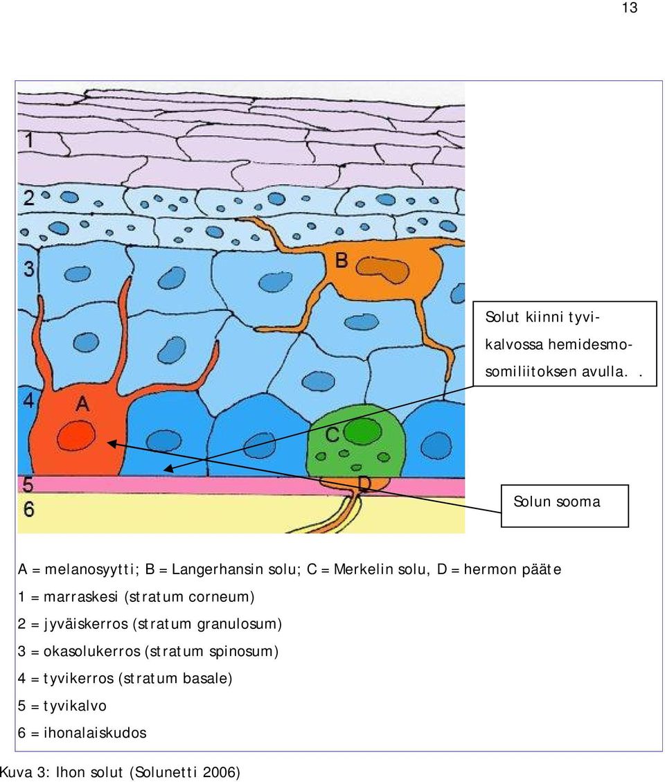 pääte 1 = marraskesi (stratum corneum) 2 = jyväiskerros (stratum granulosum) 3 =