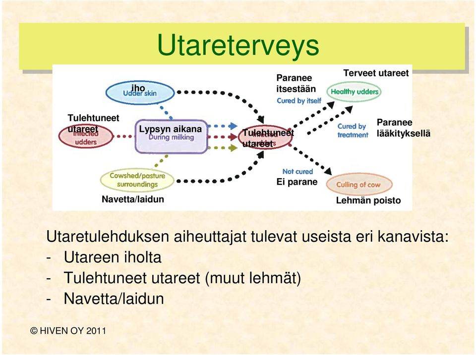 Navetta/laidun Lehmän poisto Utaretulehduksen aiheuttajat tulevat