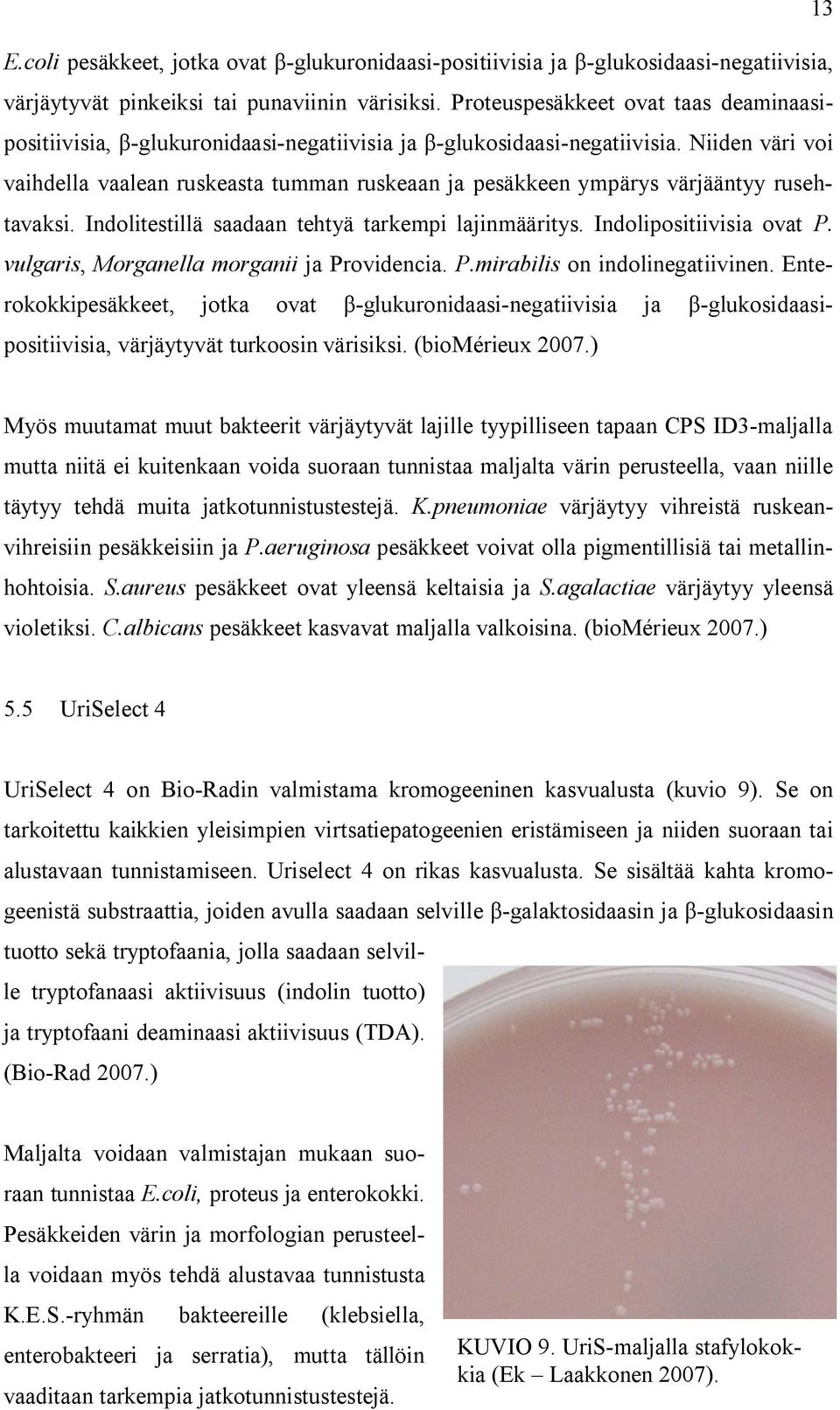 Niiden väri voi vaihdella vaalean ruskeasta tumman ruskeaan ja pesäkkeen ympärys värjääntyy rusehtavaksi. Indolitestillä saadaan tehtyä tarkempi lajinmääritys. Indolipositiivisia ovat P.