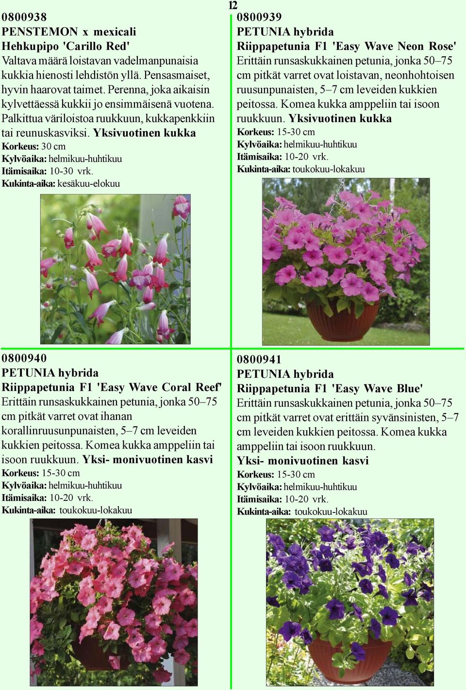 Yksivuotinen kukka Korkeus: 30 cm Kukinta-aika: kesäkuu-elokuu 12 0800939 PETUNIA hybrida Riippapetunia F1 'Easy Wave Neon Rose' Erittäin runsaskukkainen petunia, jonka 50 75 cm pitkät varret ovat