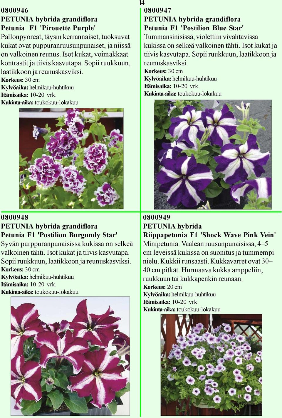 Korkeus: 30 cm Kukinta-aika: toukokuu-lokakuu 14 0800947 PETUNIA hybrida grandiflora Petunia F1 'Postilion Blue Star' Tummansinisissä, violettiin vivahtavissa kukissa on selkeä valkoinen tähti.