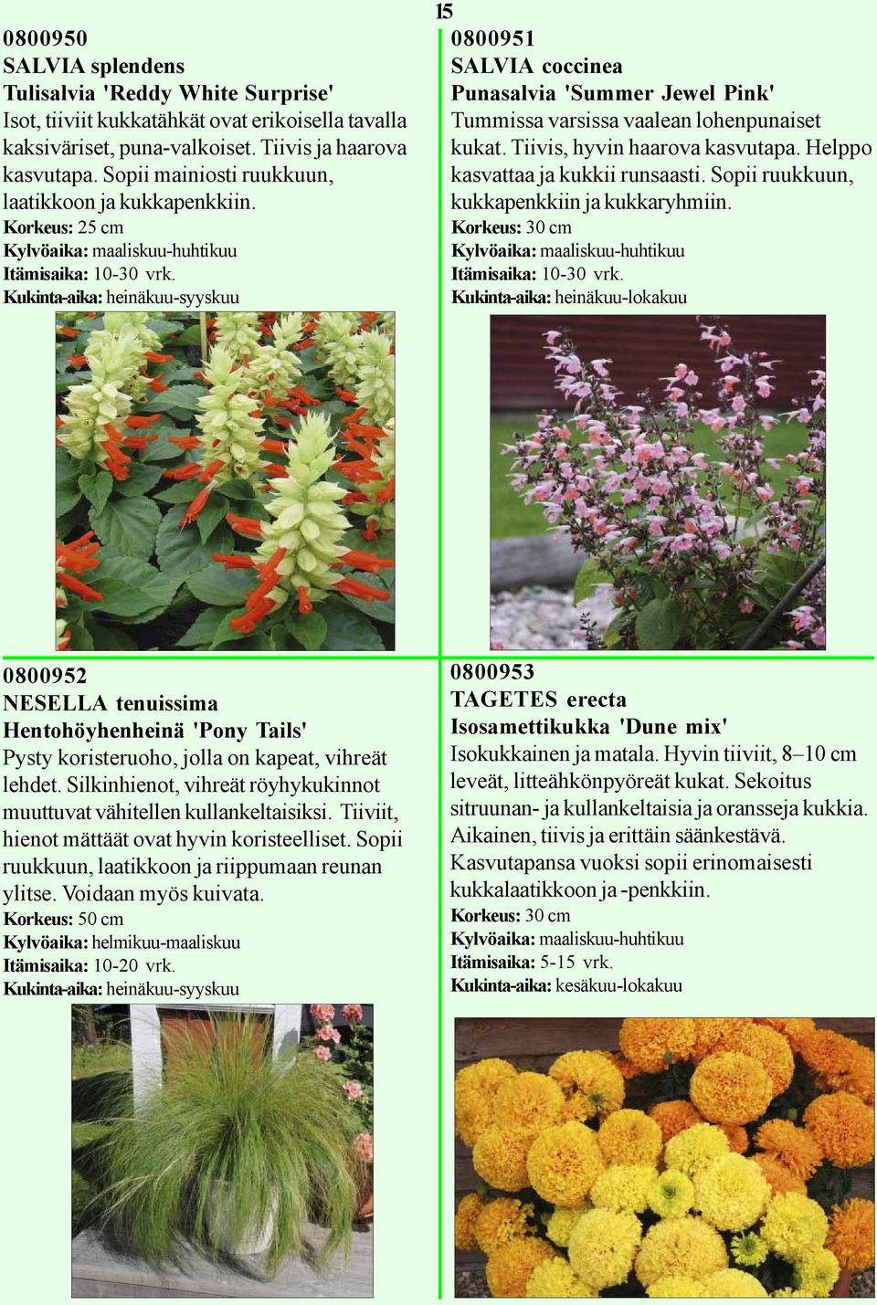 Korkeus: 25 cm Kylvöaika: maaliskuu-huhtikuu Kukinta-aika: heinäkuu-syyskuu 15 0800951 SALVIA coccinea Punasalvia 'Summer Jewel Pink' Tummissa varsissa vaalean lohenpunaiset kukat.