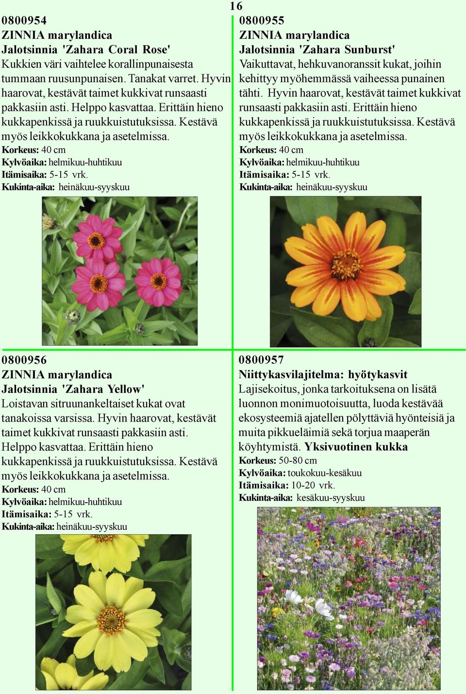 Korkeus: 40 cm Kukinta-aika: heinäkuu-syyskuu 16 0800955 ZINNIA marylandica Jalotsinnia 'Zahara Sunburst' Vaikuttavat, hehkuvanoranssit kukat, joihin kehittyy myöhemmässä vaiheessa punainen tähti.