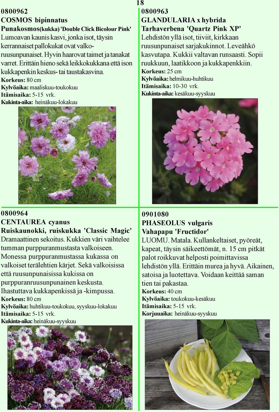 Korkeus: 80 cm Kylvöaika: maaliskuu-toukokuu Kukinta-aika: heinäkuu-lokakuu 18 0800963 GLANDULARIA x hybrida Tarhaverbena 'Quartz Pink XP' Lehdistön yllä isot, tiiviit, kirkkaan ruusunpunaiset