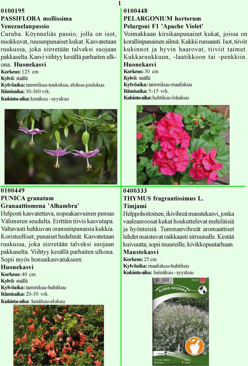 Kukinta-aika: kesäkuu - syyskuu 1 0100448 PELARGONIUM hortorum Pelargoni F1 'Apache Violet' Voimakkaan kirsikanpunaiset kukat, joissa on korallinpunainen silmä. Kukkii runsaasti.