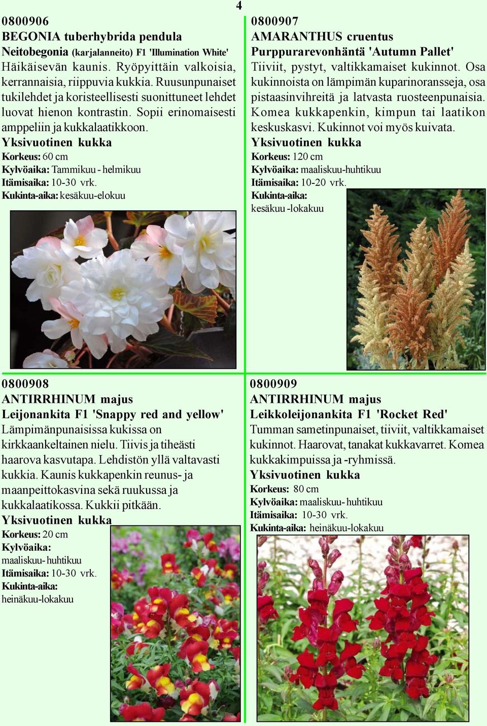 Yksivuotinen kukka Korkeus: 60 cm Kylvöaika: Tammikuu - helmikuu Kukinta-aika: kesäkuu-elokuu 0800907 AMARANTHUS cruentus Purppurarevonhäntä 'Autumn Pallet' Tiiviit, pystyt, valtikkamaiset kukinnot.