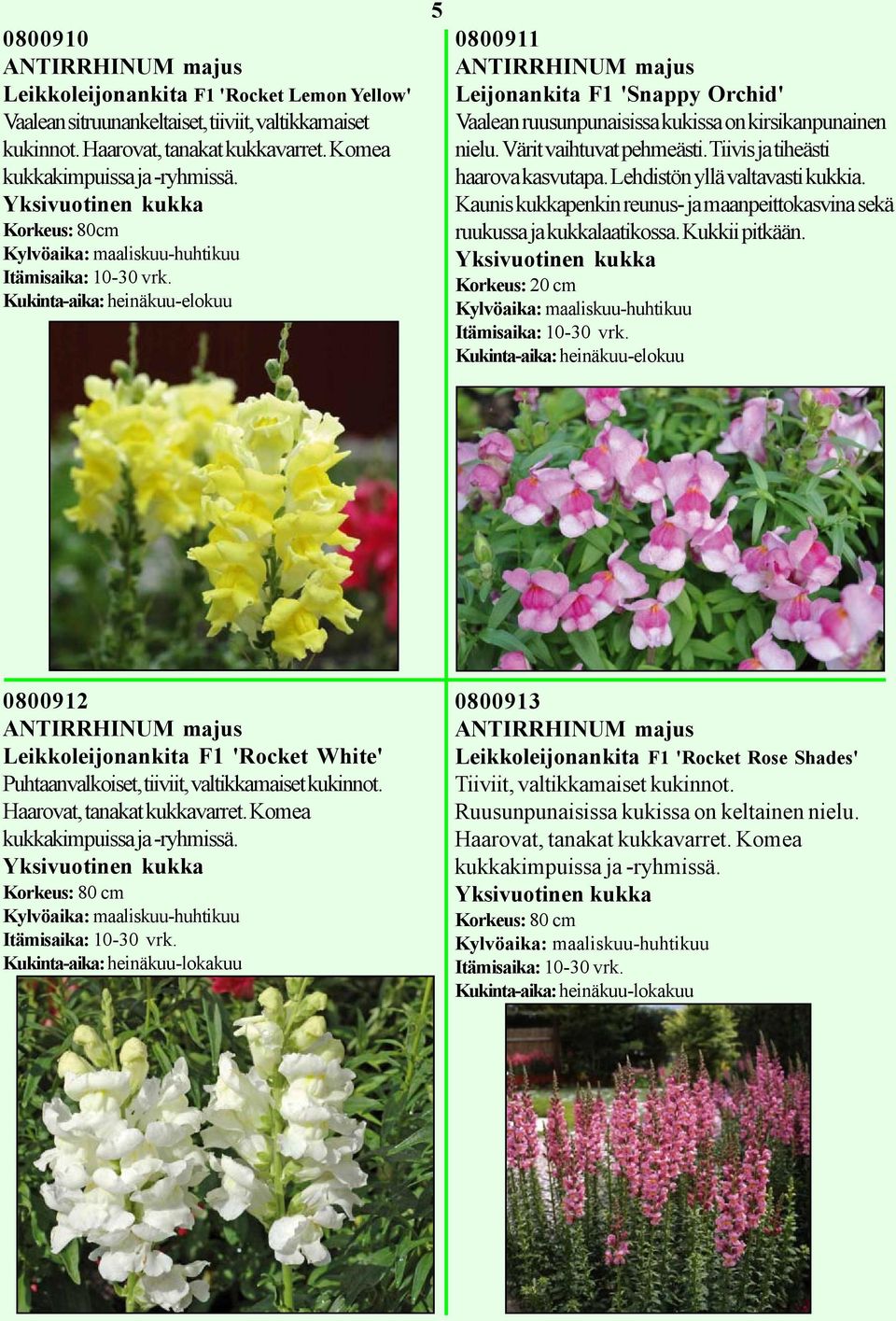kirsikanpunainen nielu. Värit vaihtuvat pehmeästi. Tiivis ja tiheästi haarova kasvutapa. Lehdistön yllä valtavasti kukkia.