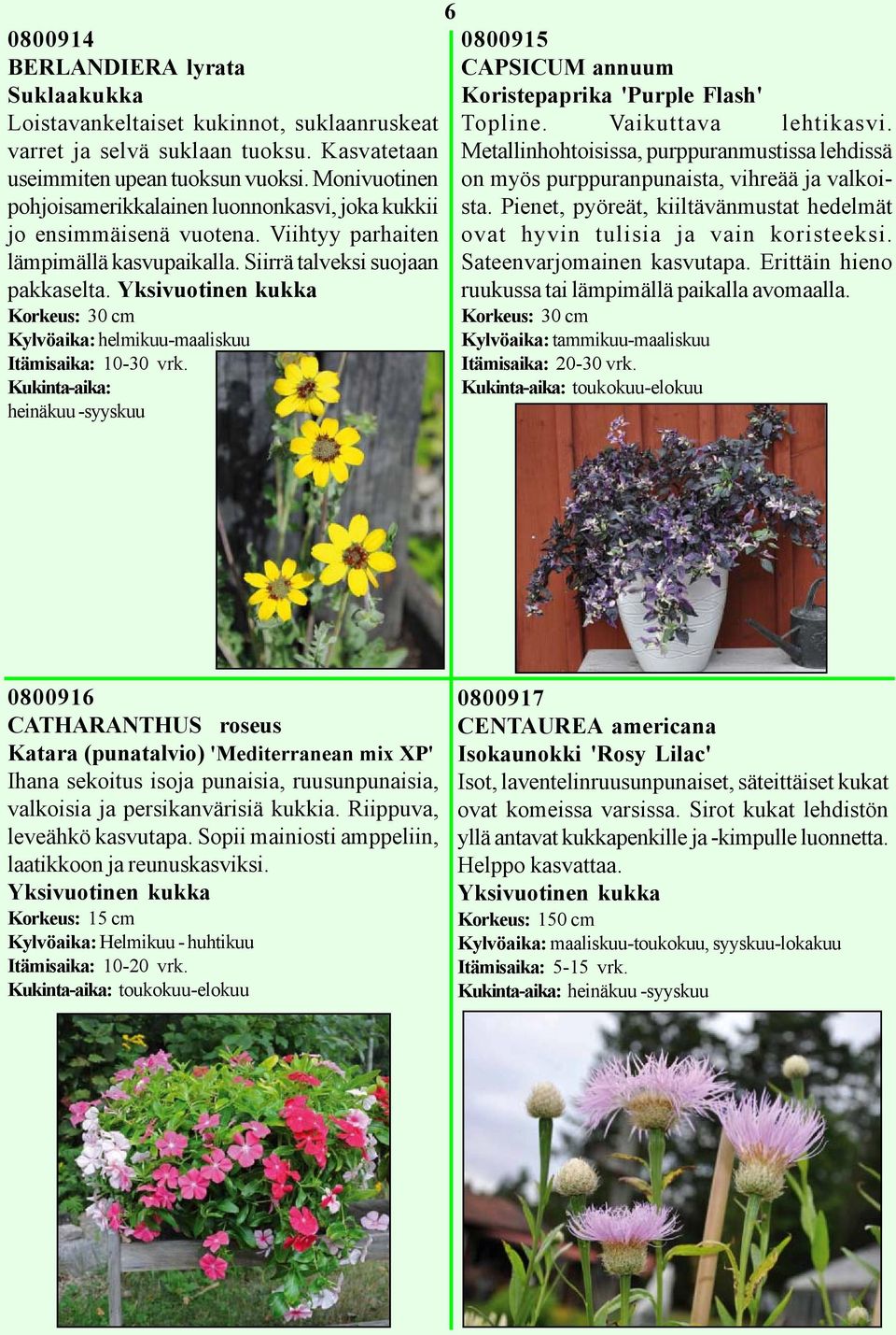 Yksivuotinen kukka Korkeus: 30 cm Kylvöaika: helmikuu-maaliskuu Kukinta-aika: heinäkuu -syyskuu 6 0800915 CAPSICUM annuum Koristepaprika 'Purple Flash' Topline. Vaikuttava lehtikasvi.