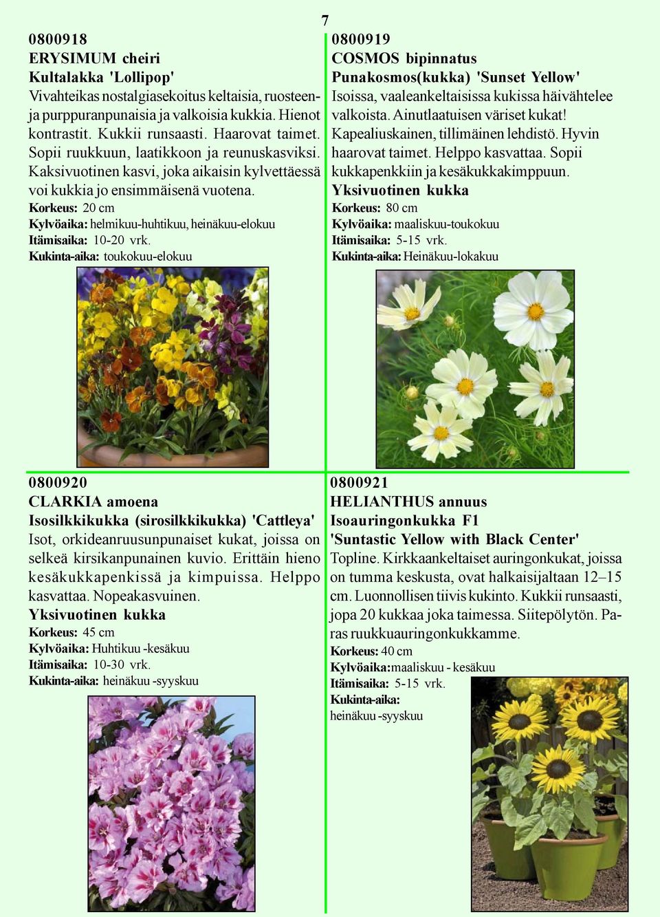 Korkeus: 20 cm, heinäkuu-elokuu Kukinta-aika: toukokuu-elokuu 7 0800919 COSMOS bipinnatus Punakosmos(kukka) 'Sunset Yellow' Isoissa, vaaleankeltaisissa kukissa häivähtelee valkoista.