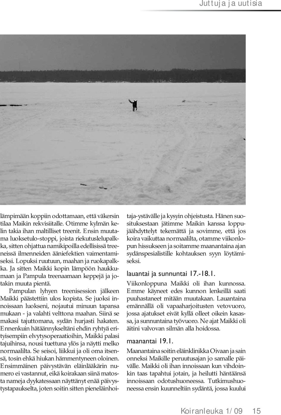 Ja sitten Maikki kopin lämpöön haukkumaan ja Pampula treenaamaan keppejä ja jotakin muuta pientä. Pampulan lyhyen treenisession jälkeen Maikki päästettiin ulos kopista.