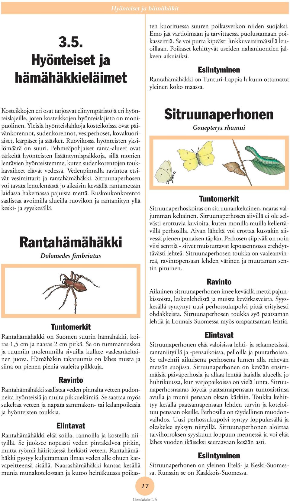 Naarashämähäkki kantaa kesällä munia munakotelossaan ja kutoo heinäkuussa poikasten kuorituessa suuren poikasverkon niiden suojaksi. Emo jää vartioimaan ja tarvittaessa puolustamaan poikasseittiä.