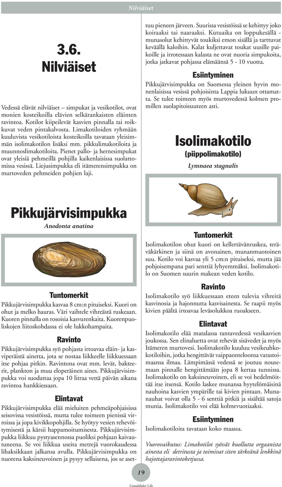 pikkulimakotiloita ja muunnoslimakotiloita. Pienet pallo- ja hernesimpukat ovat yleisiä pehmeillä pohjilla kaikenlaisissa suolattomissa vesissä.