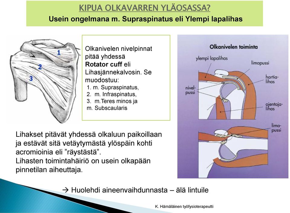 m. Supraspinatus, 2. m. Infraspinatus, 3. m.teres minos ja m.