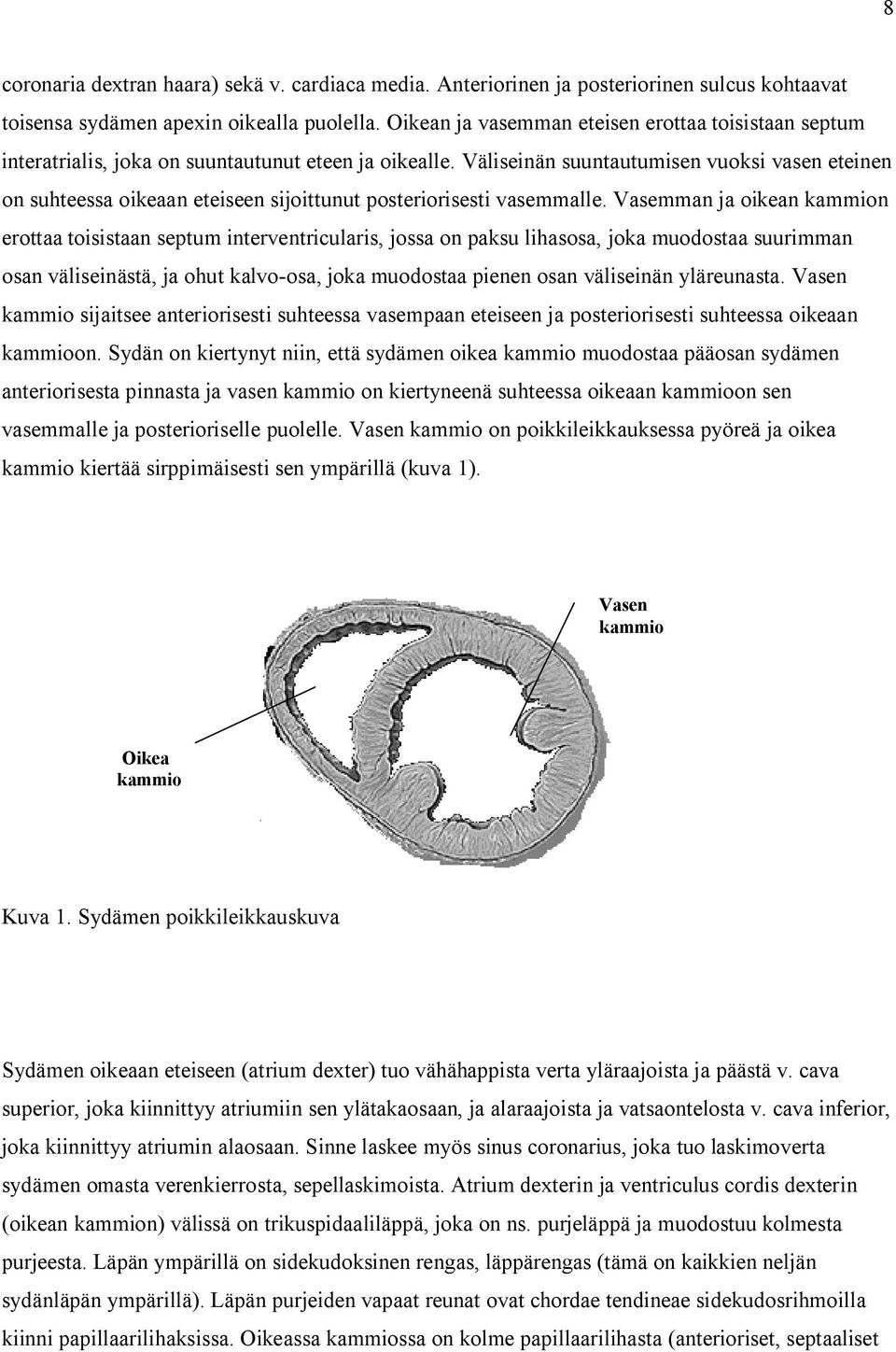 Väliseinän suuntautumisen vuoksi vasen eteinen on suhteessa oikeaan eteiseen sijoittunut posteriorisesti vasemmalle.