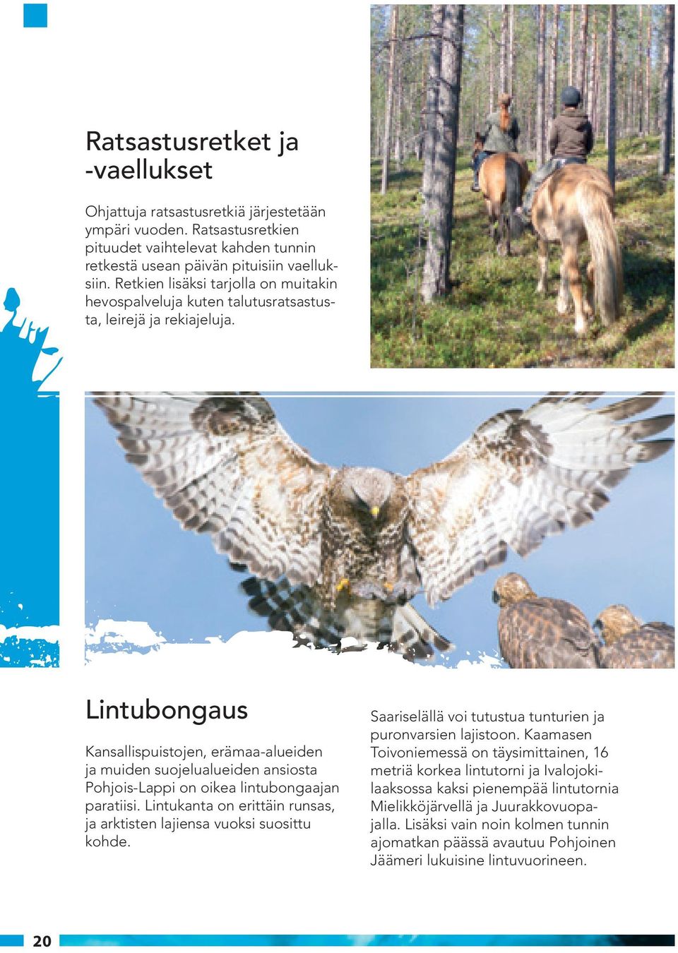 Lintubongaus Kansallispuistojen, erämaa-alueiden ja muiden suojelualueiden ansiosta Pohjois-Lappi on oikea lintubongaajan paratiisi.