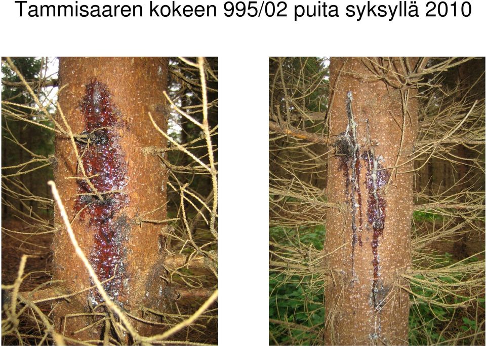 - 2008 kokeista (15 v) löydettiin mustakoroa ja pystyyn kuolleita puita - Kuolleiden puiden latvat