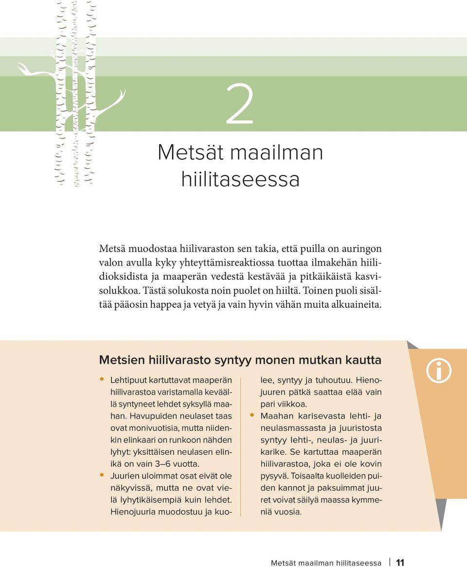 Metsien hiilivarasto syntyy monen mutkan kautta Lehtipuut kartuttavat maaperän hiilivarastoa varistamalla keväällä syntyneet lehdet syksyllä maahan.
