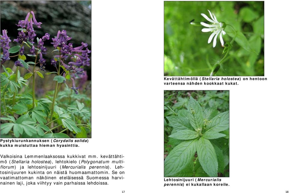 kevättähtimö (Stellaria holostea), lehtokielo (Polygonatum multiflorum) ja lehtosinijuuri (Mercurialis perennis).