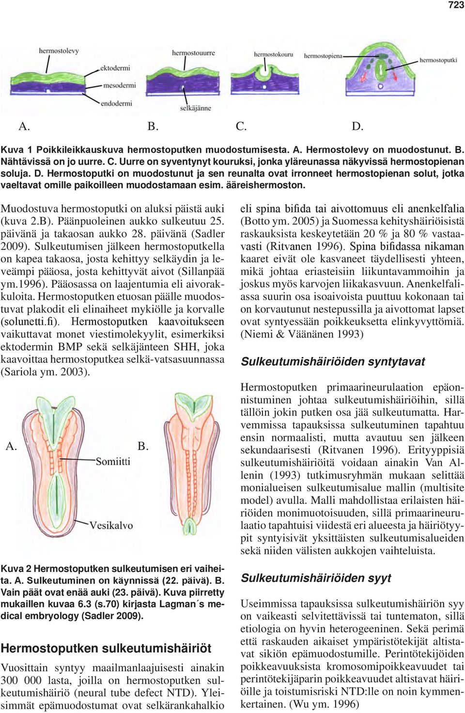 Muodostuva hermostoputki on aluksi päistä auki (kuva 2.B). Päänpuoleinen aukko sulkeutuu 25. päivänä ja takaosan aukko 28. päivänä (Sadler 2009).