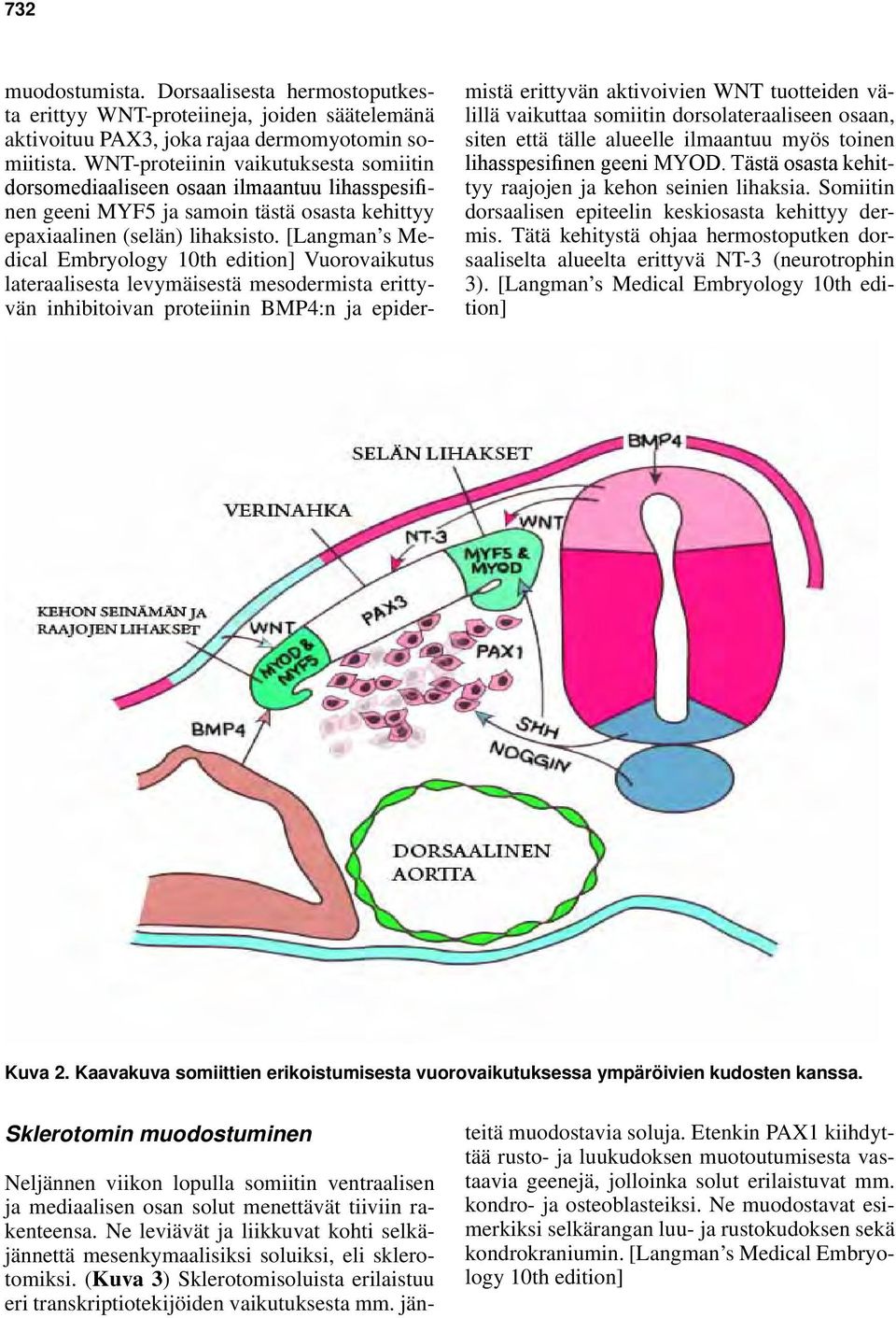 [Langman s Medical Embryology 10th edition] Vuorovaikutus lateraalisesta levymäisestä mesodermista erittyvän inhibitoivan proteiinin BMP4:n ja epidermistä erittyvän aktivoivien WNT tuotteiden välillä