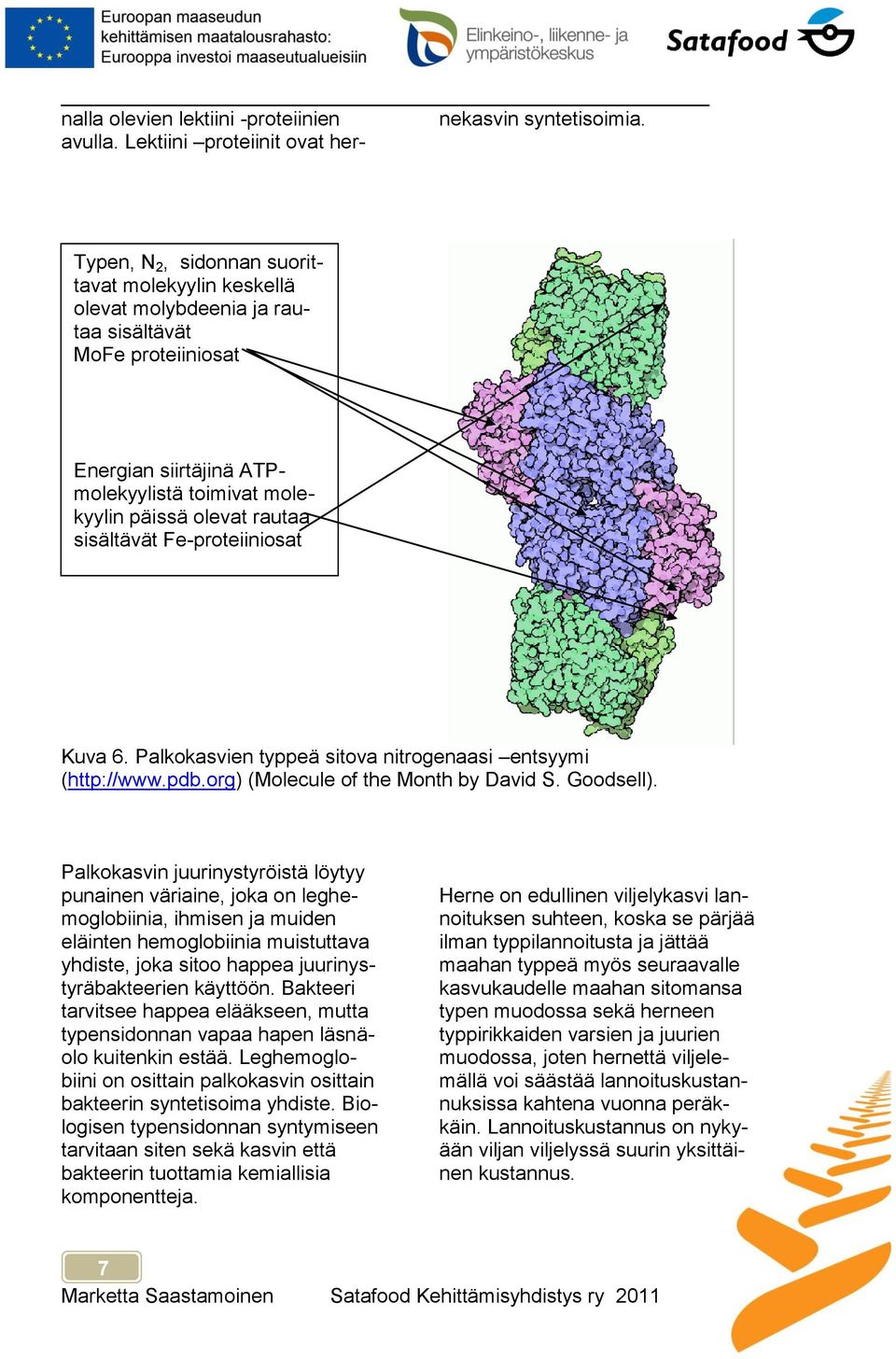 päissä olevat rautaa sisältävät Fe-proteiiniosat Kuva 6. Palkokasvien typpeä sitova nitrogenaasi entsyymi (http://www.pdb.org) (Molecule of the Month by David S. Goodsell).