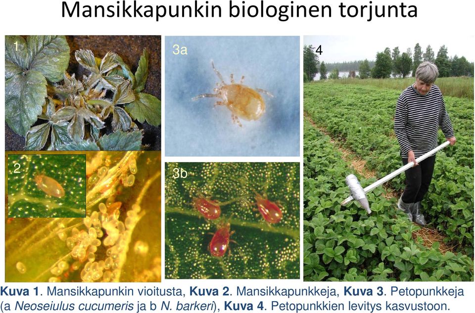 Mansikkapunkkeja, Kuva 3.