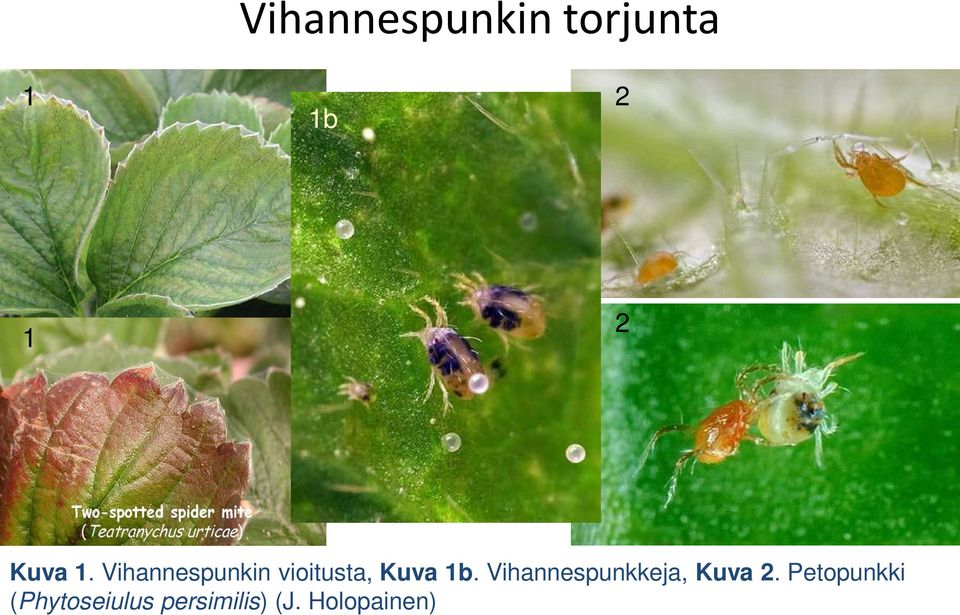 Vihannespunkin vioitusta, Kuva 1b.