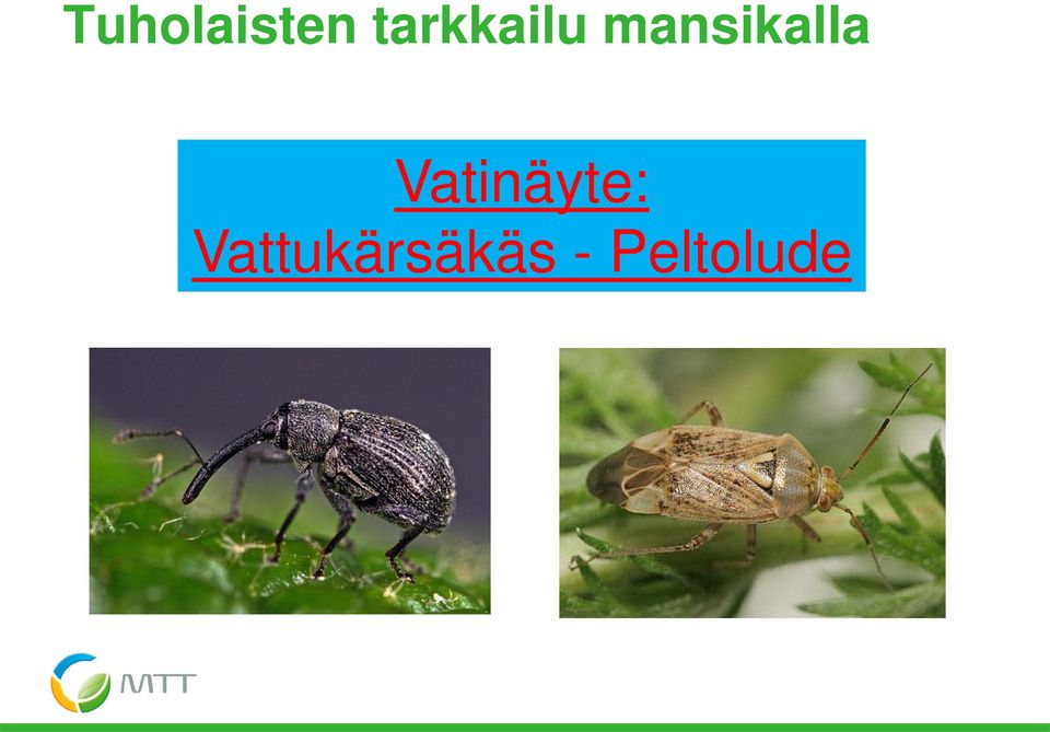 mansikalla