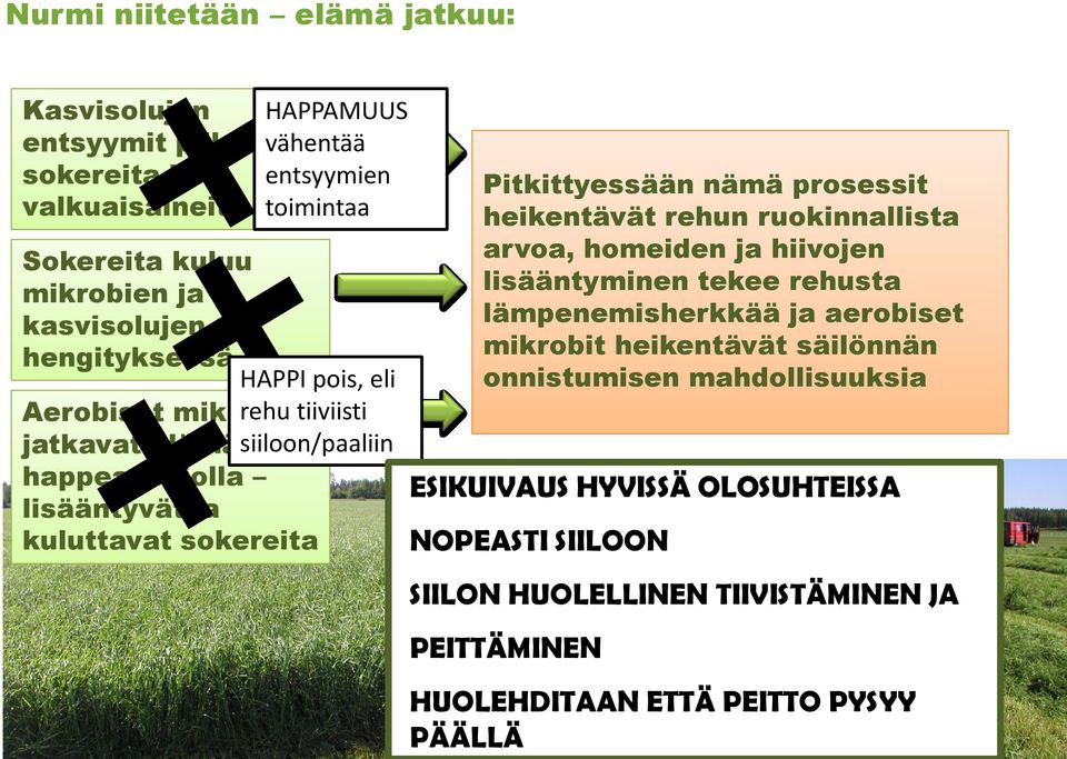 Pitkittyessään nämä prosessit heikentävät rehun ruokinnallista arvoa, homeiden ja hiivojen lisääntyminen tekee rehusta lämpenemisherkkää ja aerobiset mikrobit