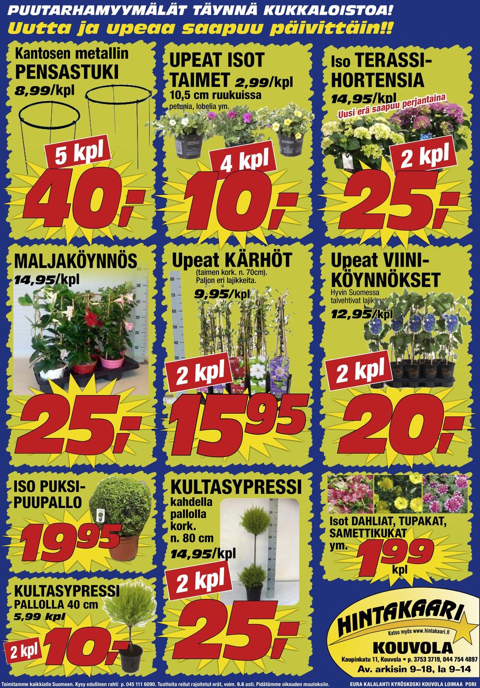 Iso TERASSI- HORTENSIA 14,95/kpl Uusi erä saapuu perjantaina 5 kpl 40,- 25,- MALJAKÖYNNÖS 14,95/kpl Upeat KÄRHÖT (taimen kork. n. 70cm).