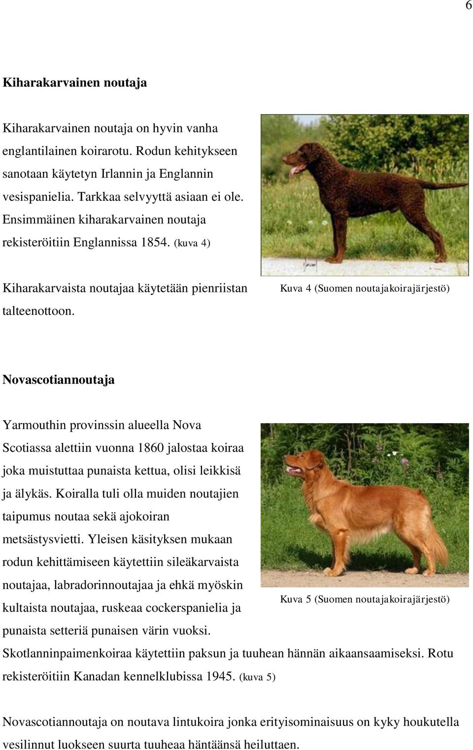 Kuva 4 (Suomen noutajakoirajärjestö) Novascotiannoutaja Yarmouthin provinssin alueella Nova Scotiassa alettiin vuonna 1860 jalostaa koiraa joka muistuttaa punaista kettua, olisi leikkisä ja älykäs.