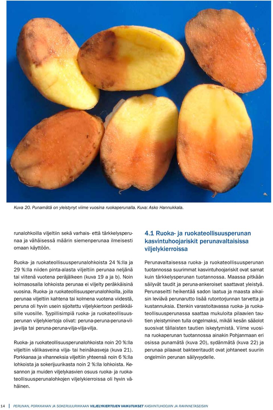 Ruoka- ja ruokateollisuusperunalohkoista 24 %:lla ja 29 %:lla niiden pinta-alasta viljeltiin perunaa neljänä tai viitenä vuotena peräjälkeen (kuva 19 a ja b).