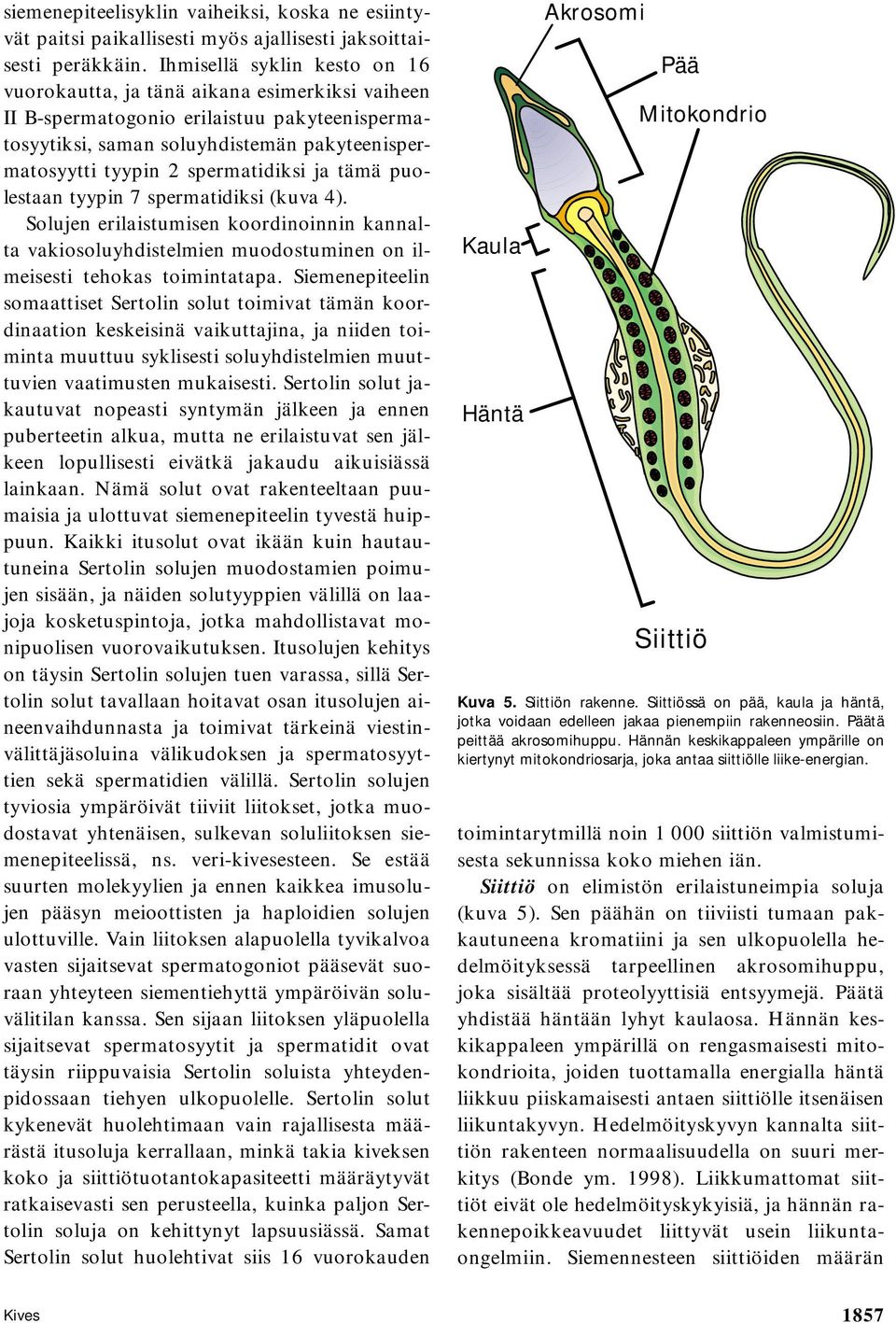 spermatidiksi ja tämä puolestaan tyypin 7 spermatidiksi (kuva 4). olujen erilaistumisen koordinoinnin kannalta vakiosoluyhdistelmien muodostuminen on ilmeisesti tehokas toimintatapa.