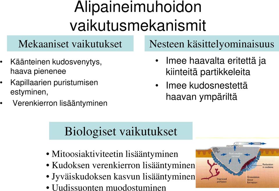 eritettä ja kiinteitä partikkeleita Imee kudosnestettä haavan ympäriltä Biologiset vaikutukset