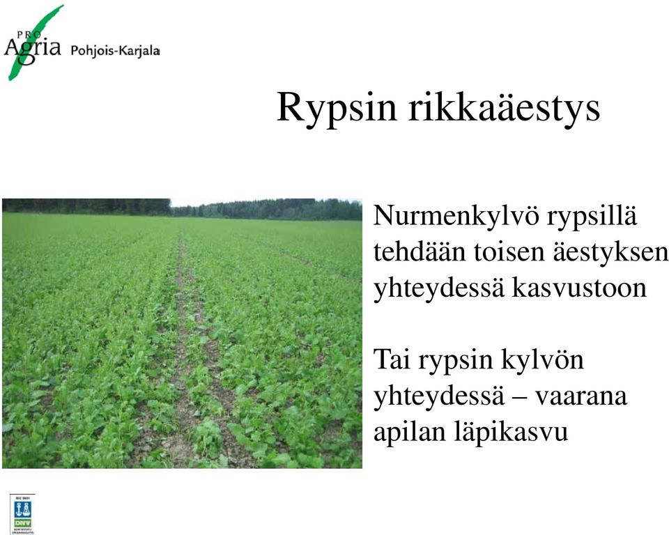 yhteydessä kasvustoon Tai rypsin