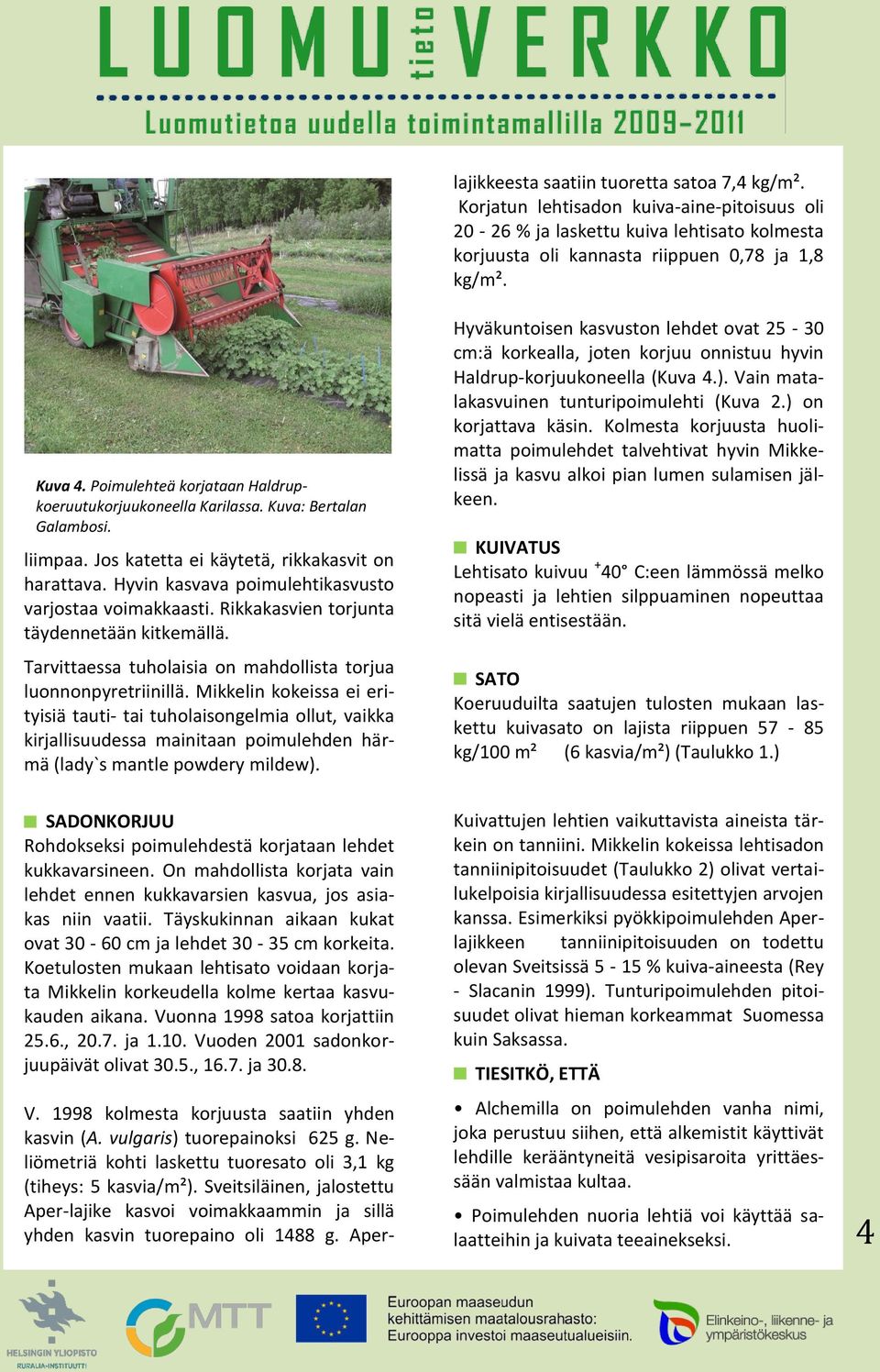 Korjatun lehtisadon kuiva-aine-pitoisuus oli 20-26 % ja laskettu kuiva lehtisato kolmesta korjuusta oli kannasta riippuen 0,78 ja 1,8 kg/m². Kuva 4.