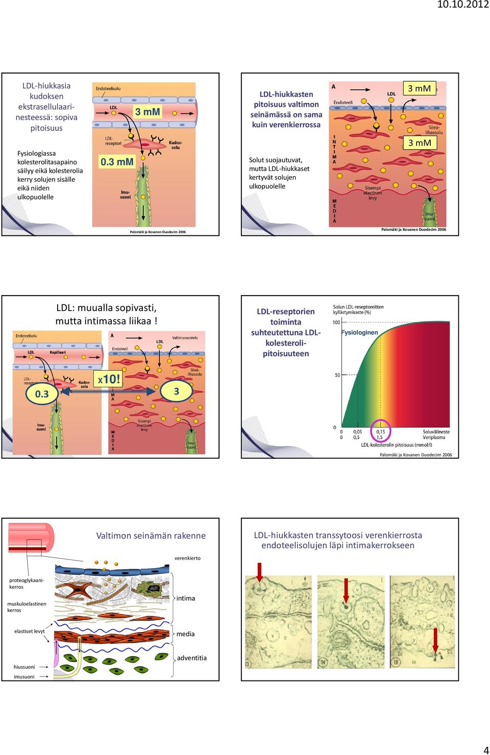 3 mm Solut suojautuvat, mutta LDL-hiukkaset kertyvät solujen ulkopuolelle Palomäki ja Kovanen Duodecim 2006 Palomäki ja Kovanen Duodecim 2006 LDL: muualla sopivasti, mutta intimassa liikaa!
