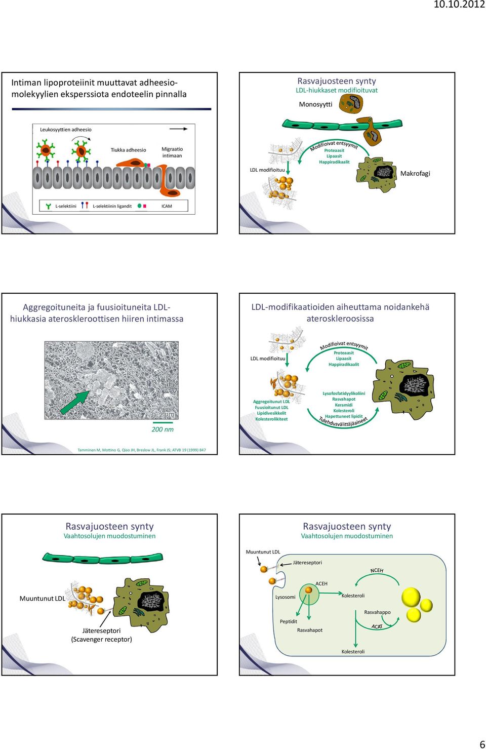 hiiren intimassa LDL-modifikaatioiden aiheuttama noidankehä ateroskleroosissa LDL modifioituu Proteaasit Lipaasit Happiradikaalit 200 nm Aggregoitunut LDL Fuusioitunut LDL Lipidivesikkelit
