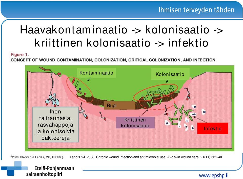 bakteereja Rupi Kriittinen kolonisaatio Infektio Landis SJ. 2008.