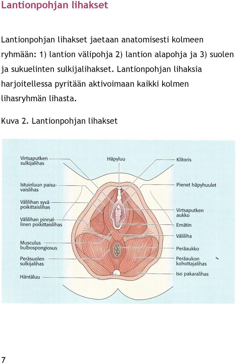 sukuelinten sulkijalihakset.