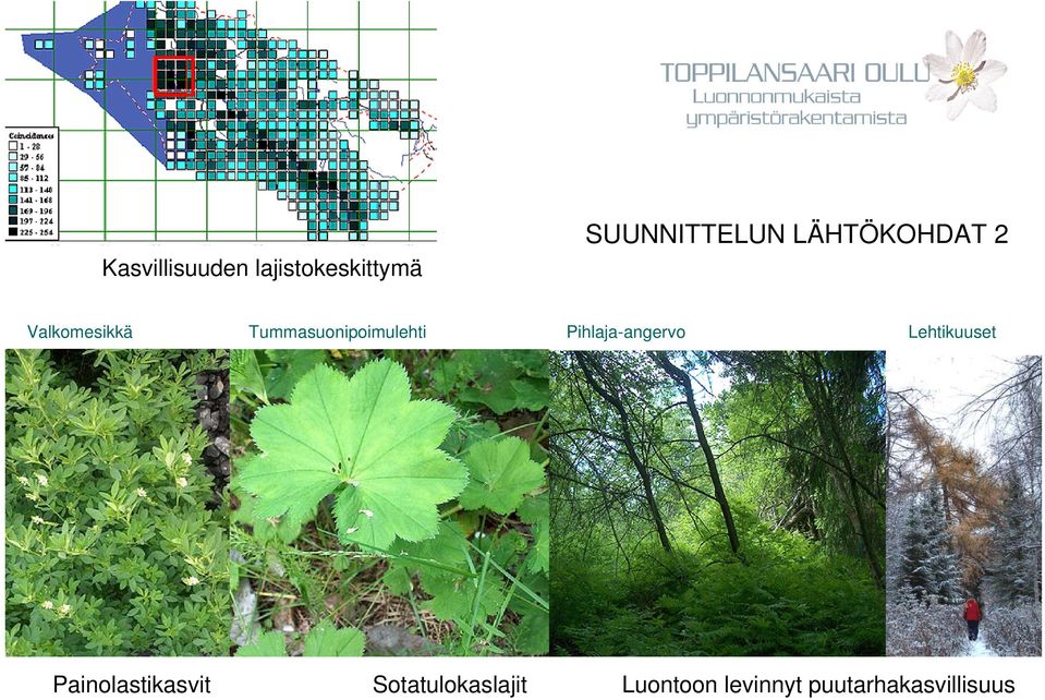 Pihlaja-angervo Lehtikuuset Uuno Laukan kuvakokoelma