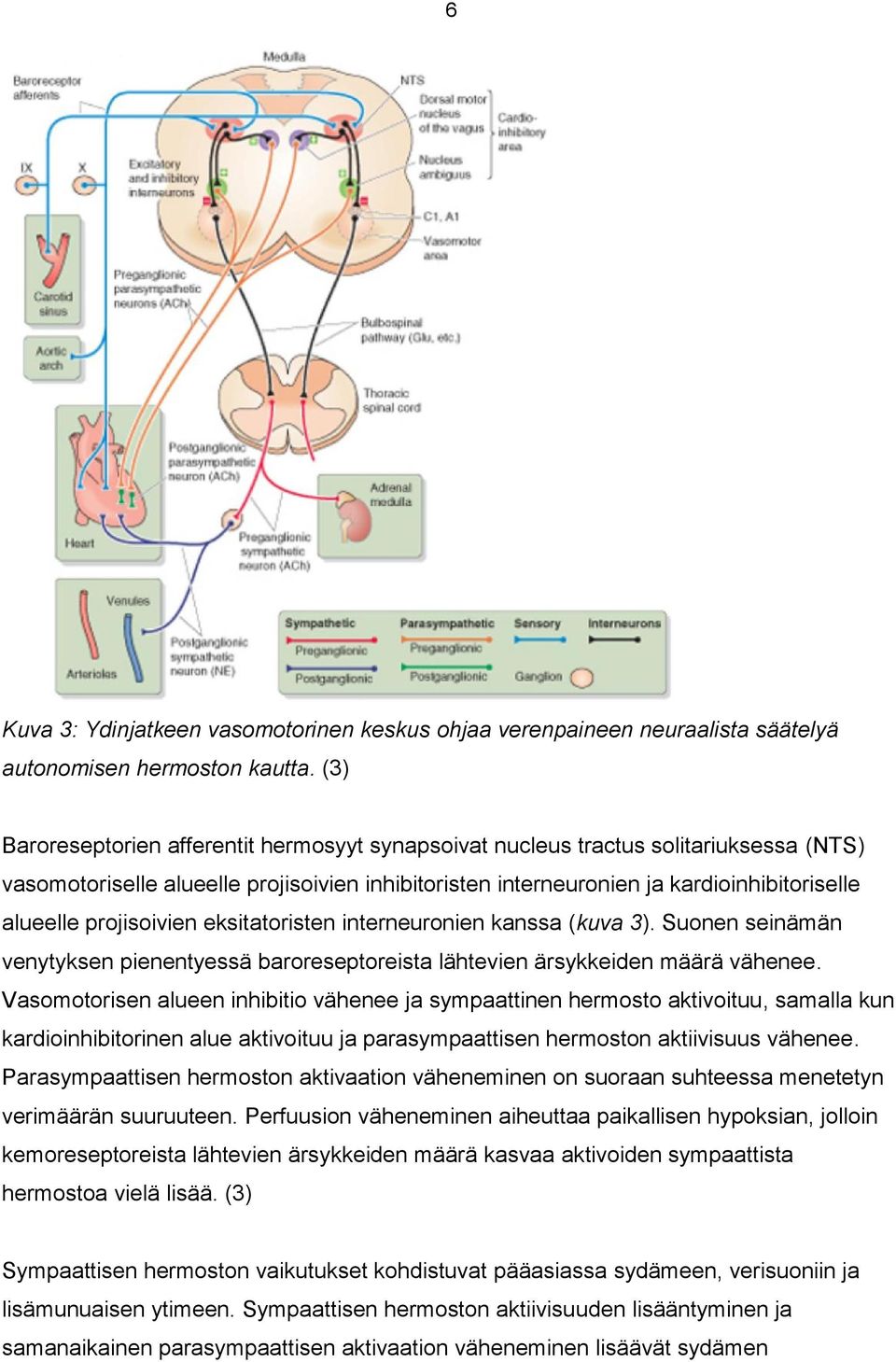 projisoivien eksitatoristen interneuronien kanssa (kuva 3). Suonen seinämän venytyksen pienentyessä baroreseptoreista lähtevien ärsykkeiden määrä vähenee.
