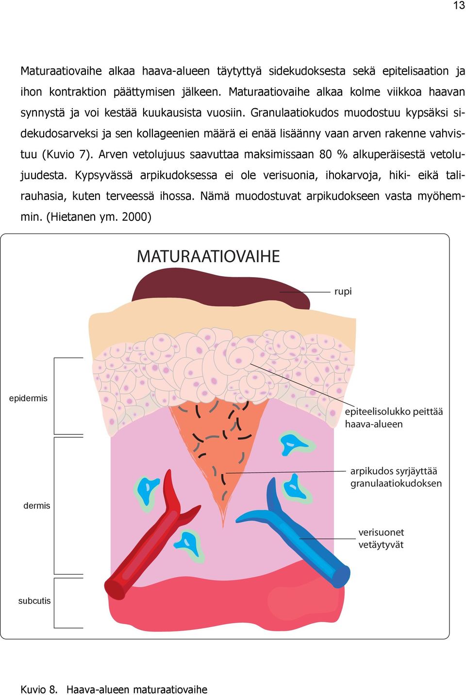 Granulaatiokudos muodostuu kypsäksi sidekudosarveksi ja sen kollageenien määrä ei enää lisäänny vaan arven rakenne vahvistuu (Kuvio 7).