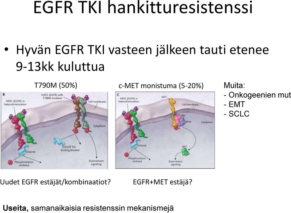 Muita: - Onkogeenien mut - EMT - SCLC Uudet EGFR