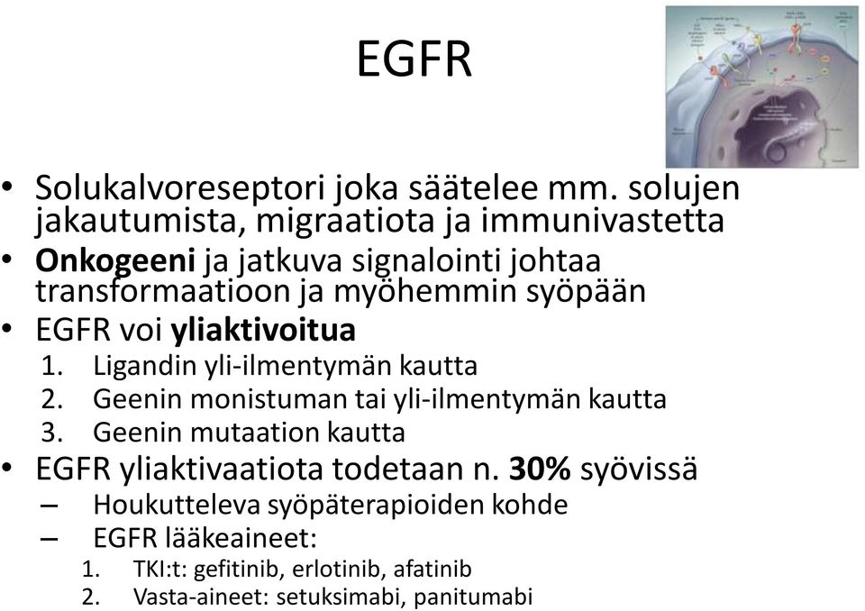 myöhemmin syöpään EGFR voi yliaktivoitua 1. Ligandin yli-ilmentymän kautta 2.