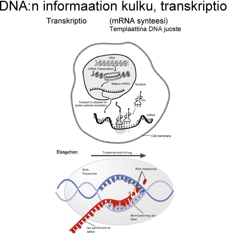 Transkriptio (mrna