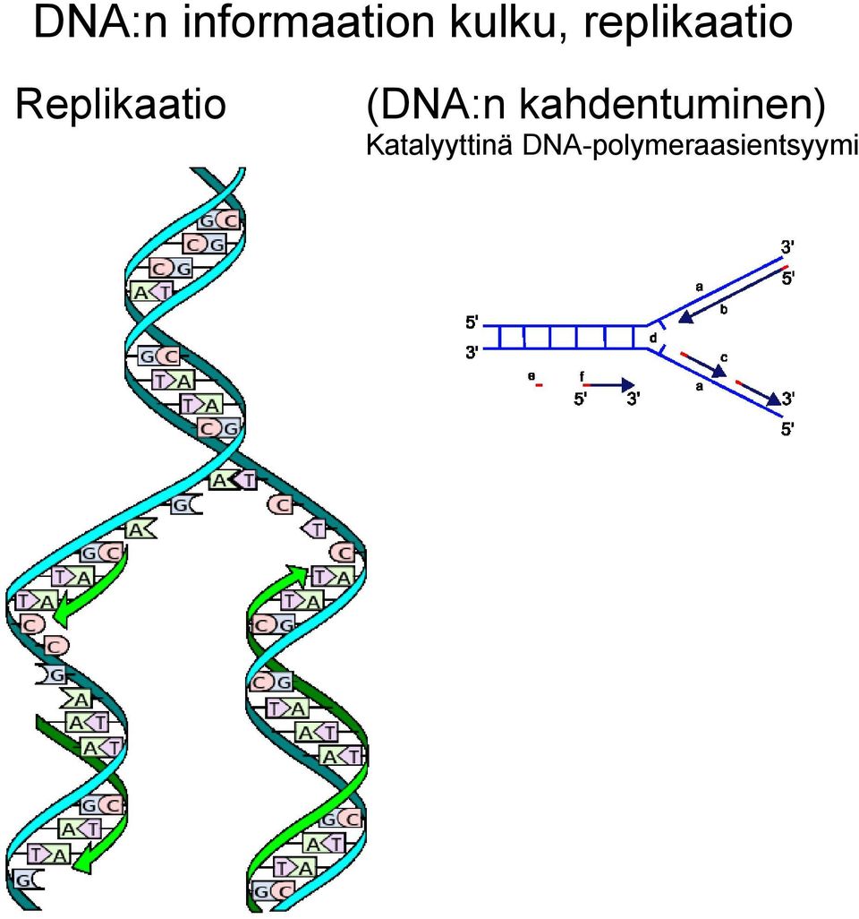 (DNA:n kahdentuminen)