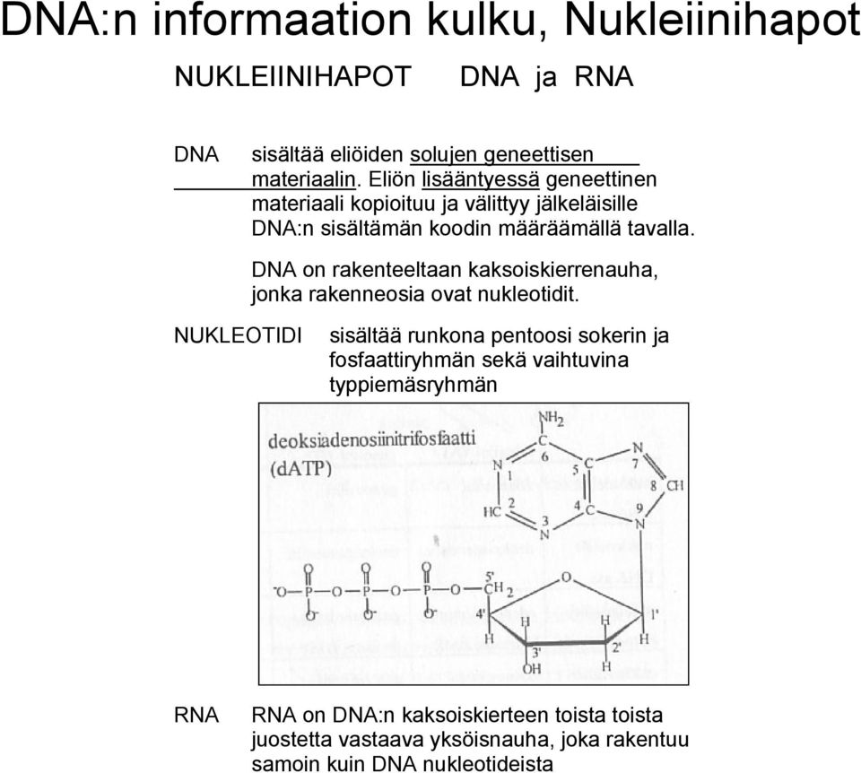 DNA on rakenteeltaan kaksoiskierrenauha, jonka rakenneosia ovat nukleotidit.
