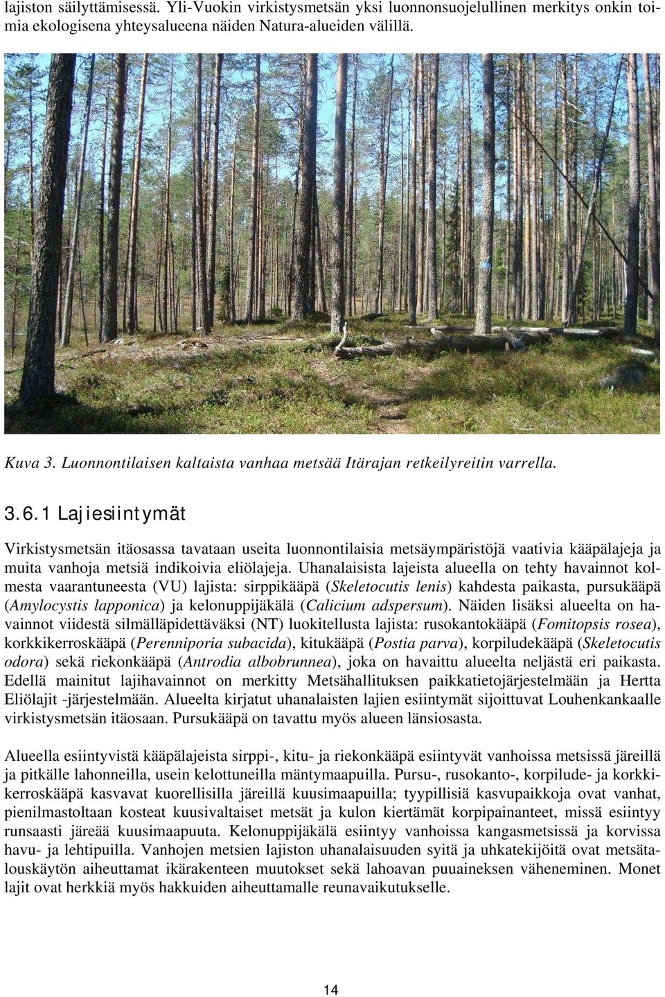 1 Lajiesiintymät Virkistysmetsän itäosassa tavataan useita luonnontilaisia metsäympäristöjä vaativia kääpälajeja ja muita vanhoja metsiä indikoivia eliölajeja.