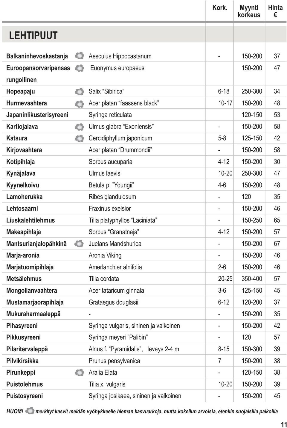 Kirjovaahtera Acer platan Drummondii - 150-200 58 Kotipihlaja Sorbus aucuparia 4-12 150-200 30 Kynäjalava Ulmus laevis 10-20 250-300 47 Kyynelkoivu Betula p.